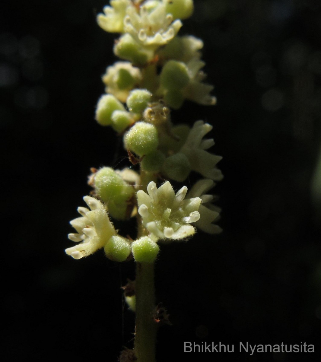 Gouania microcarpa DC.